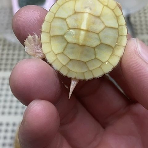 绿毛龟不分公母88888