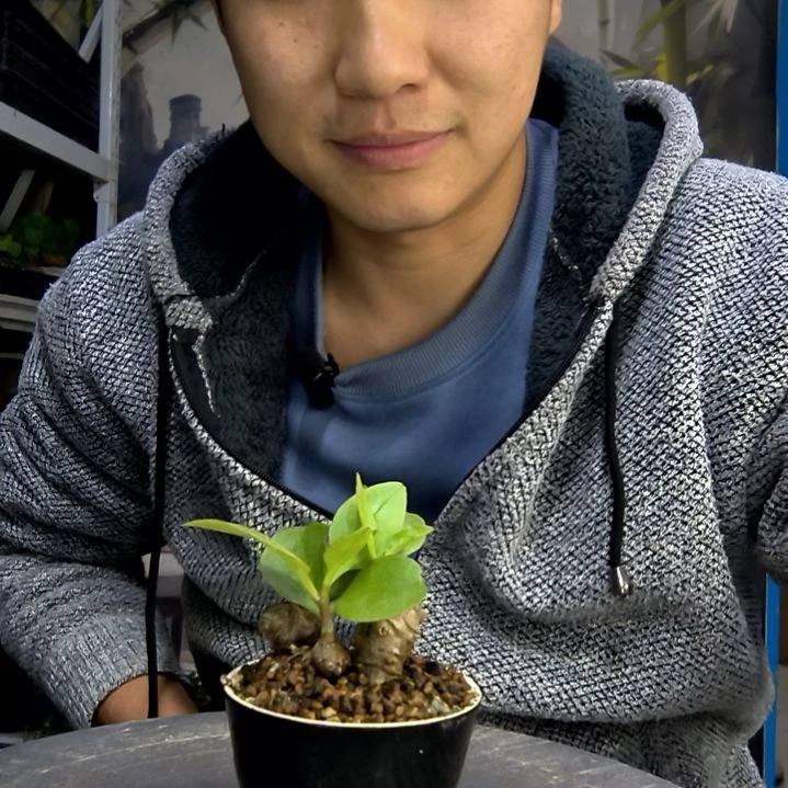 大***议中青园艺一物一拍454