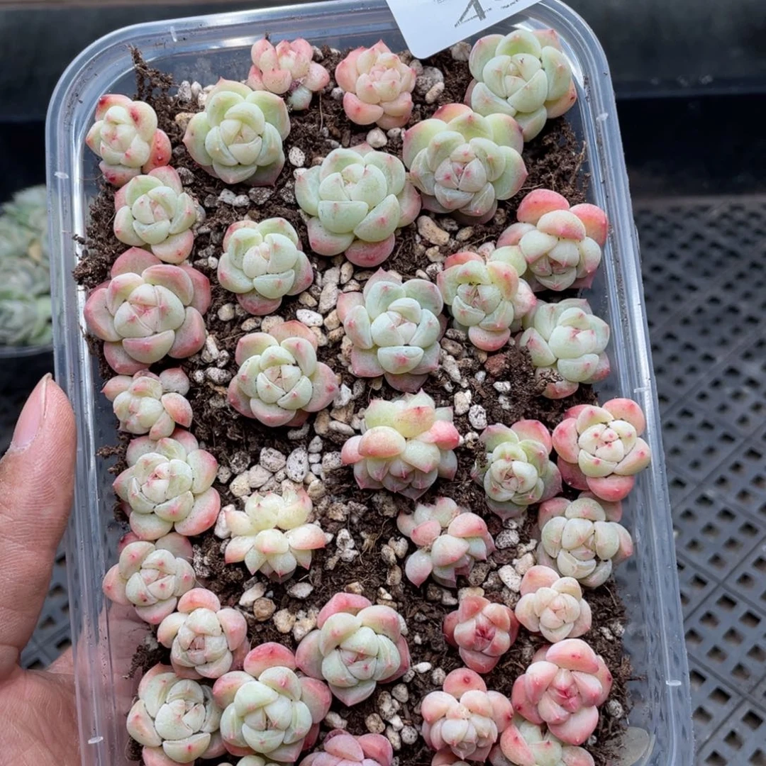 云糖心多肉植物490