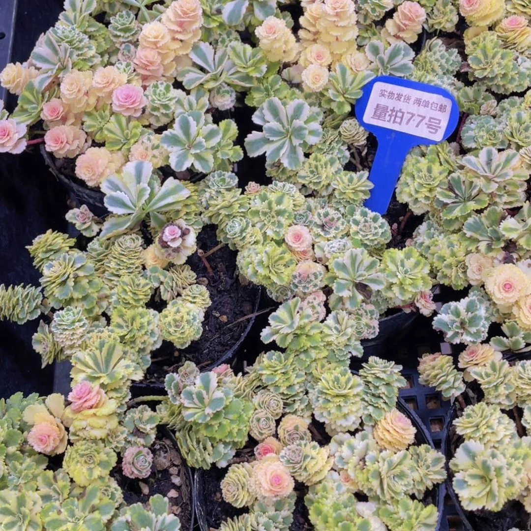 量拍77号 亚特兰蒂斯锦捧花一盆