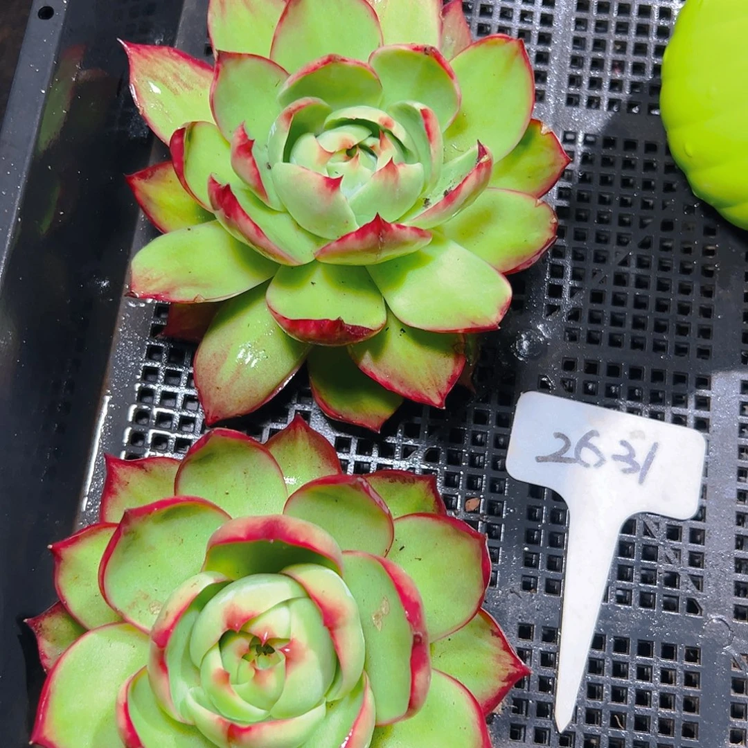 惊鸿仙子两颗2631号