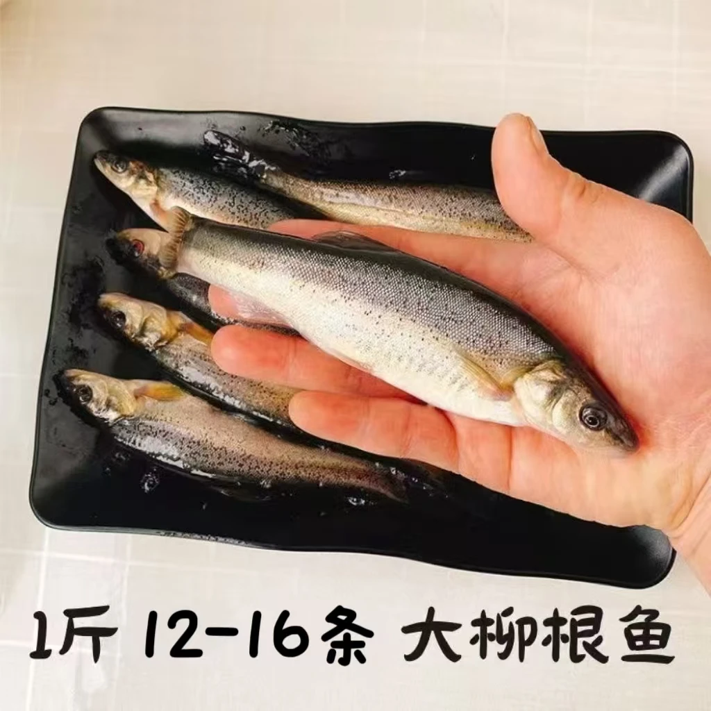 （鱼小妹专属）东北柳根鱼活鱼现冻现发发货全国顺丰空运包邮