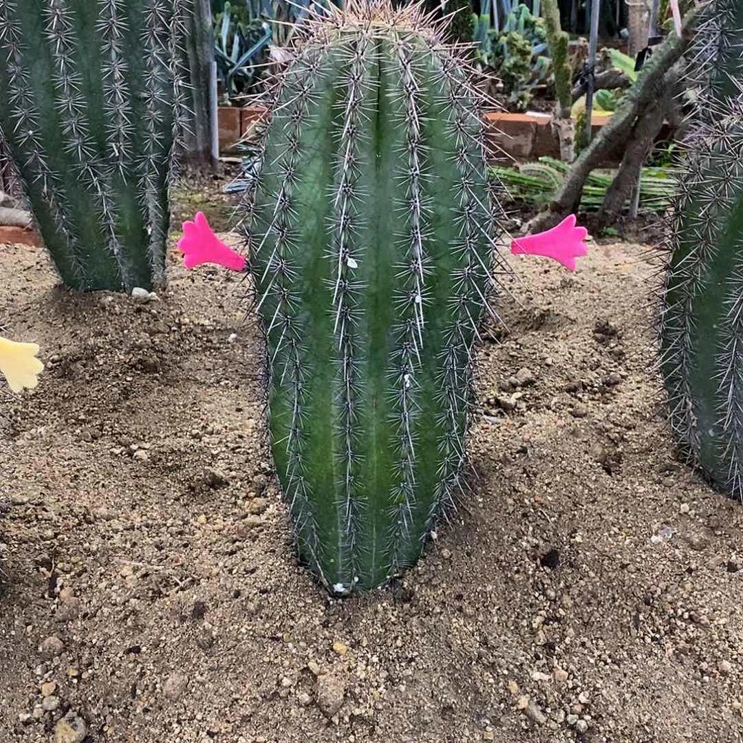 蓬***勃18号拍品。