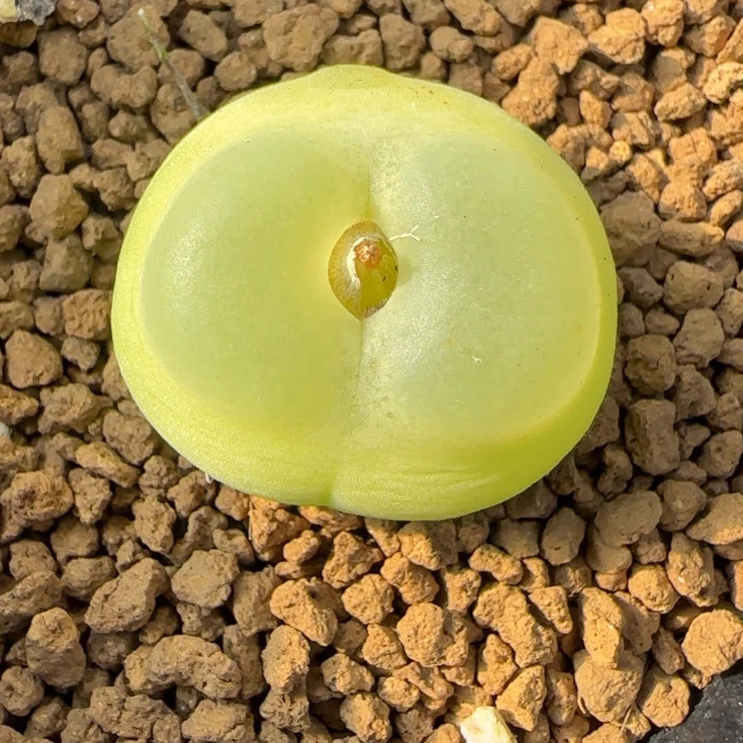 多肉植物拉登母本63号