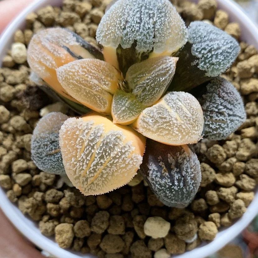 【闪购商品】39雪之礼磨面锦