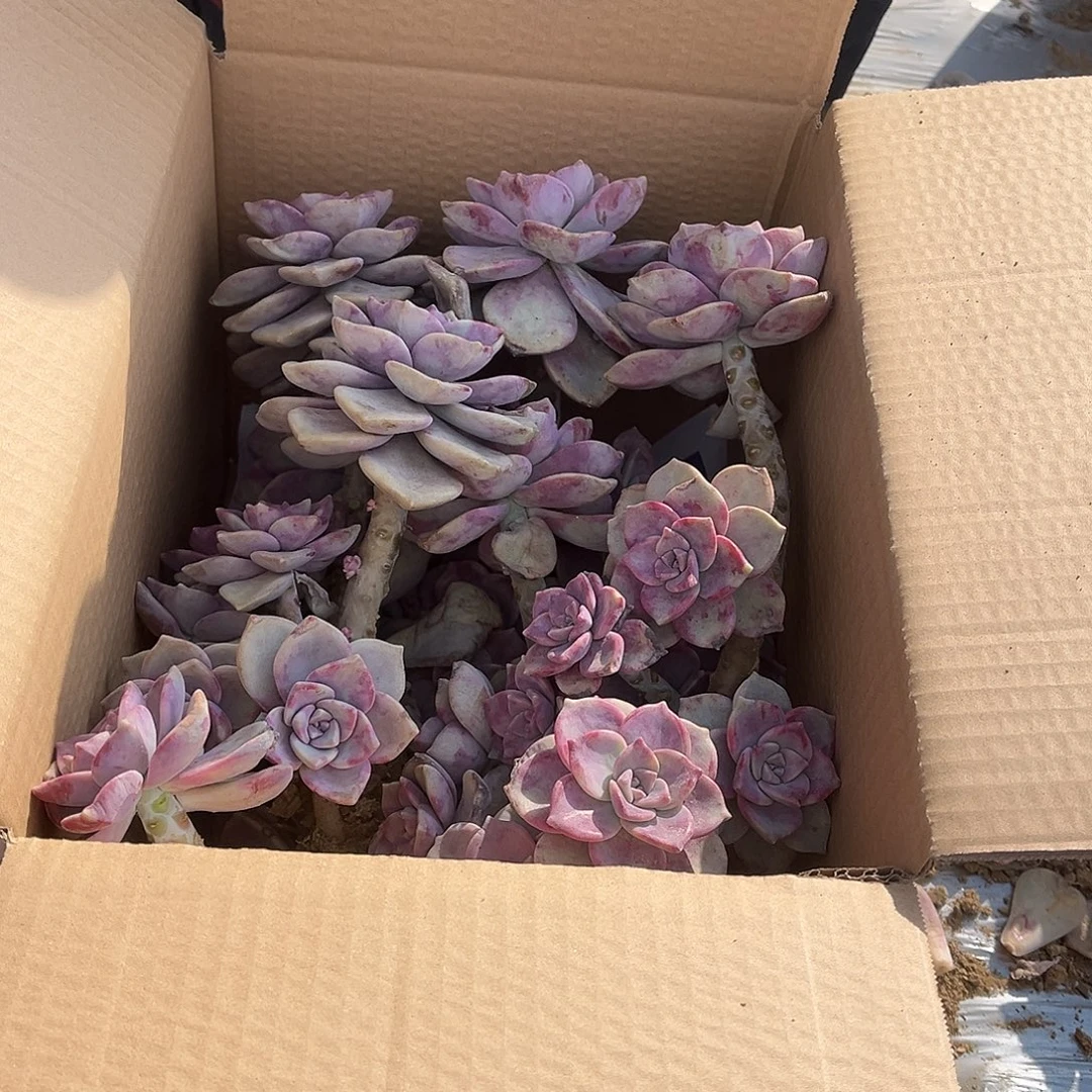 。***Y27号紫乐断枝断头不售后