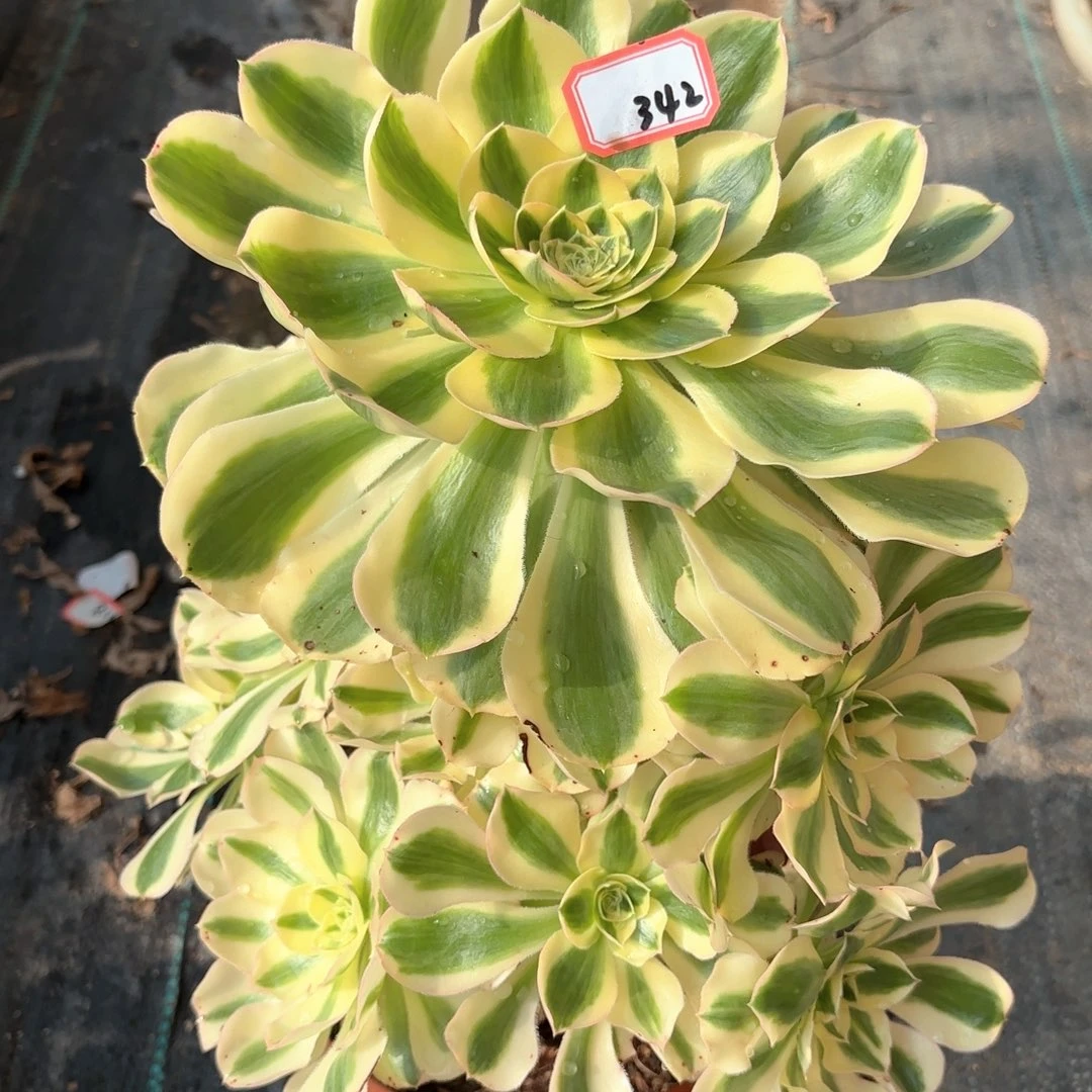 全部花朵342绿破多肉植物