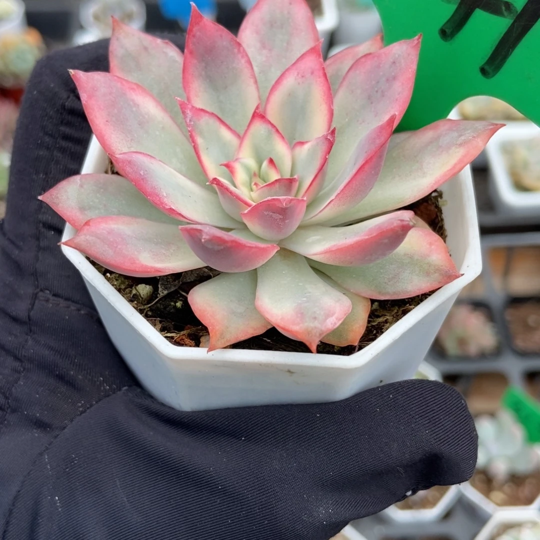 1041月光女神锦多肉植物