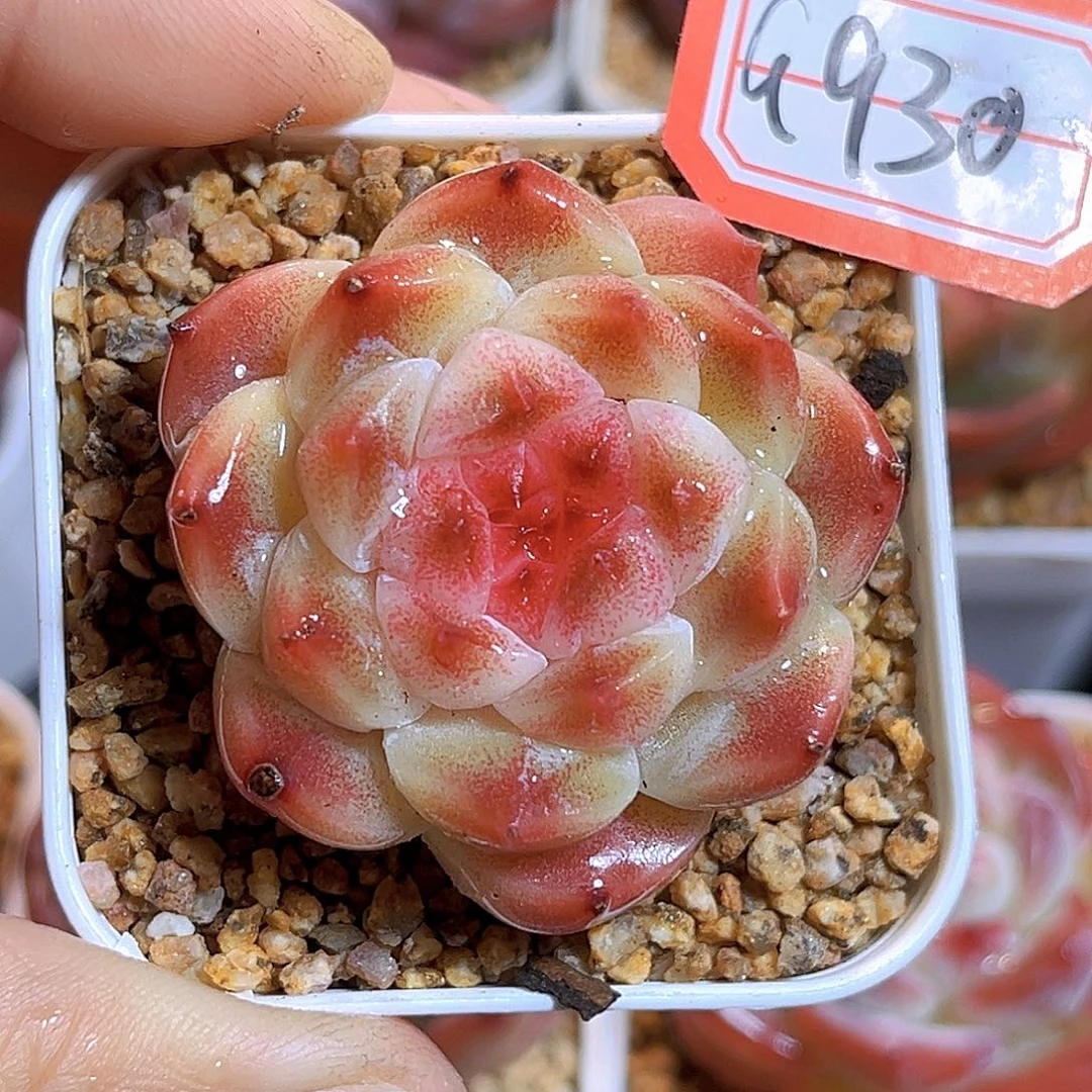 G930  新品珍妮满18包邮