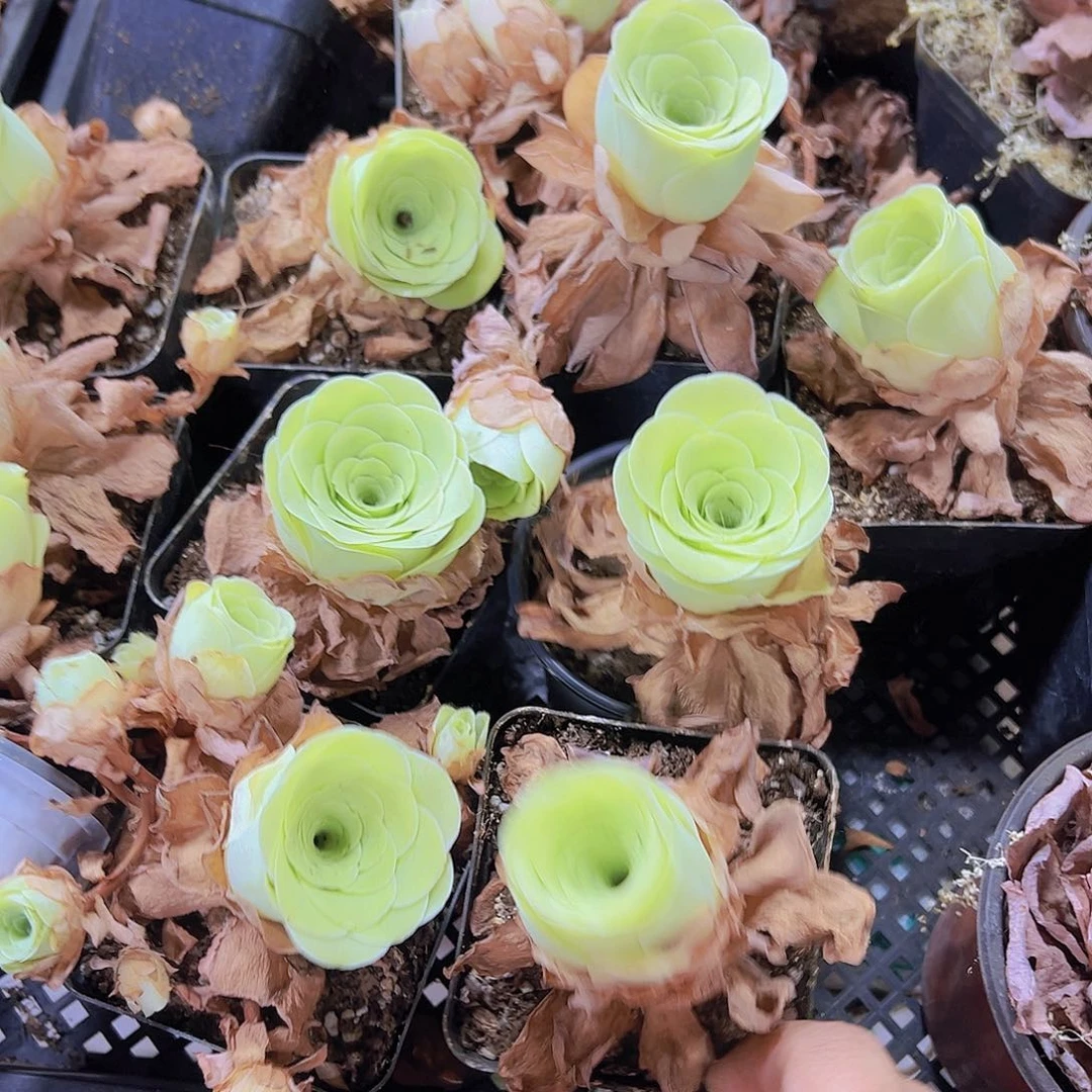 十方小玉3盆带盆带土