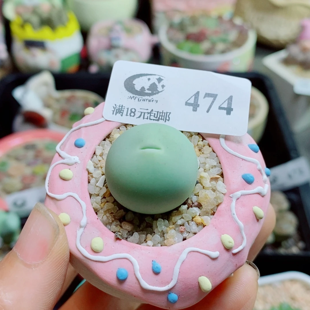 生石花花花哈哈哈哈哈哈474