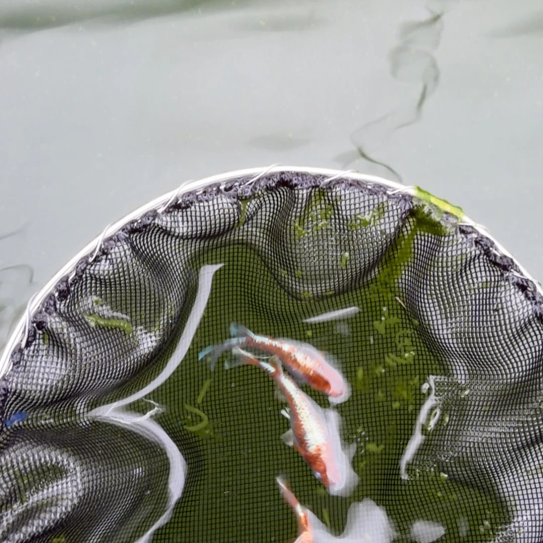 青鳉鱼编号 2 天照三色 3 条