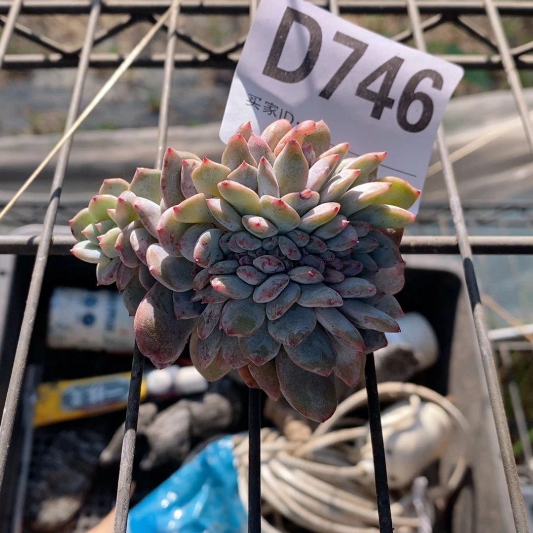 746 石榴籽缀哇哇哇哇