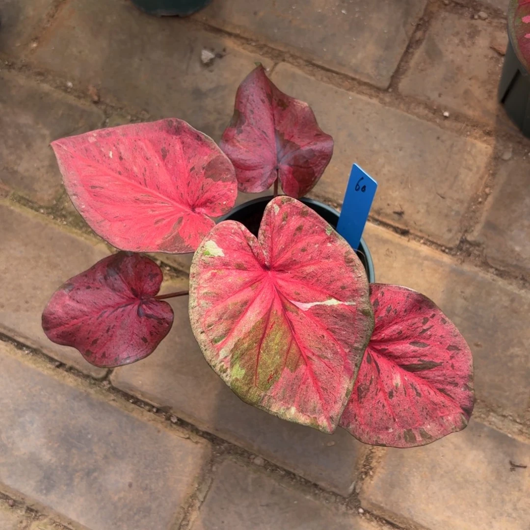 粉色毒药泰国彩叶芋60-1027