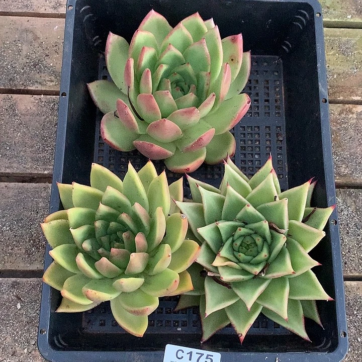 若茹东云框拍C175