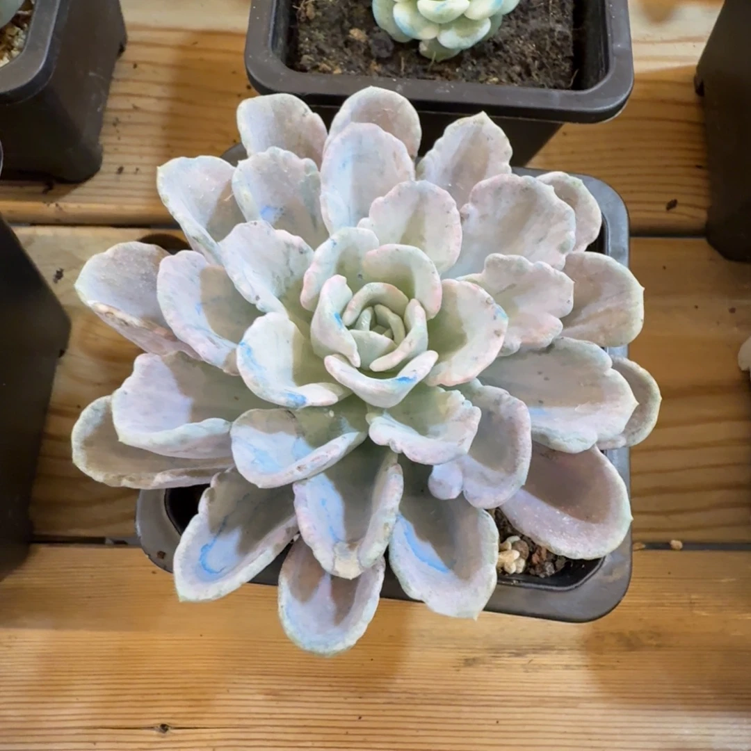 石化美尻 安吉园艺锦锦