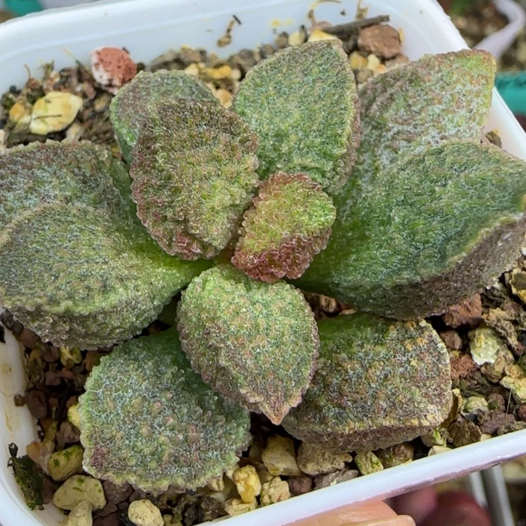 无花朵实生籽播桩子，五方盆
