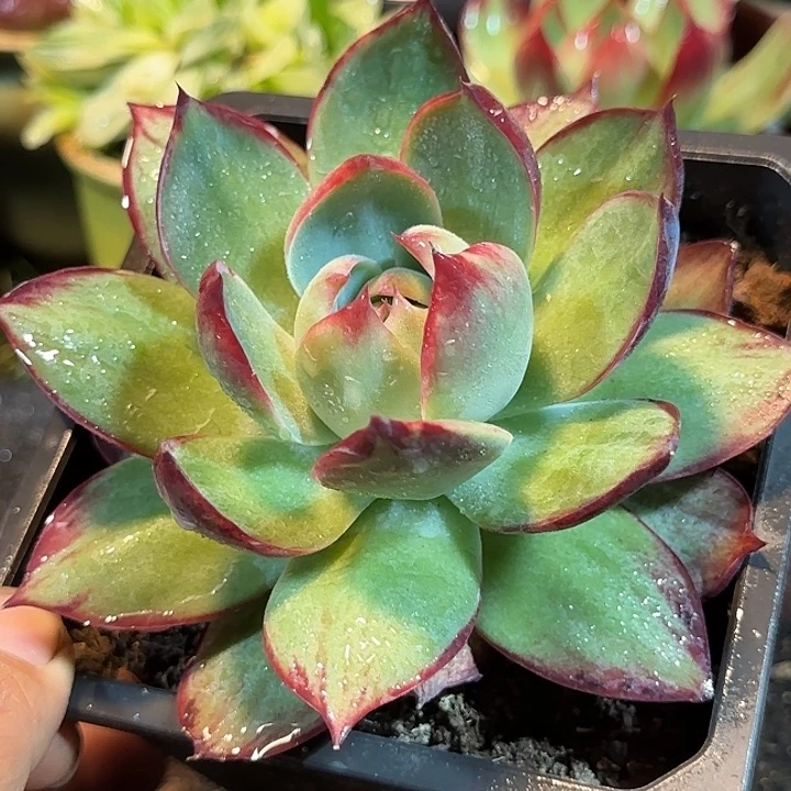 惊鸿一物一拍包装收缩花旱
