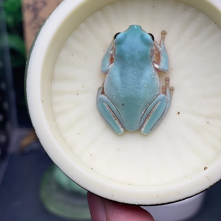 老爷树蛙11号海蓝色