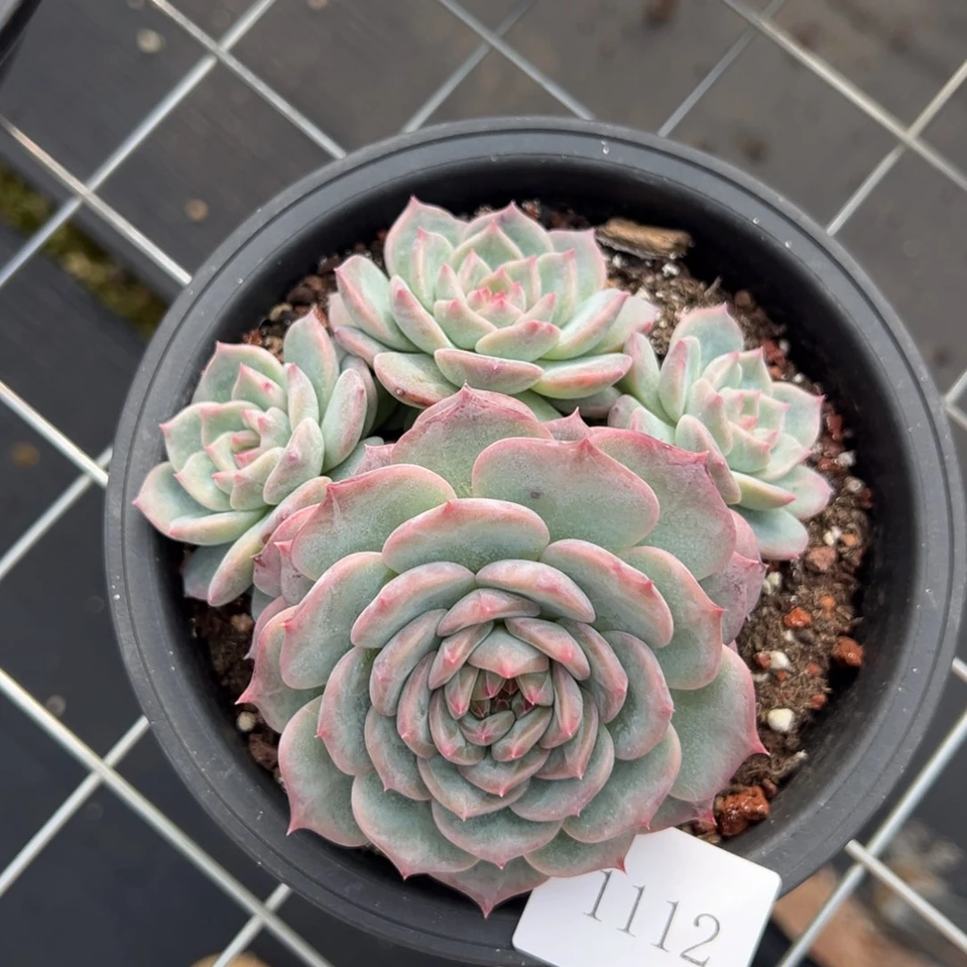 ?****●1112肉肉肉肉肉肉肉