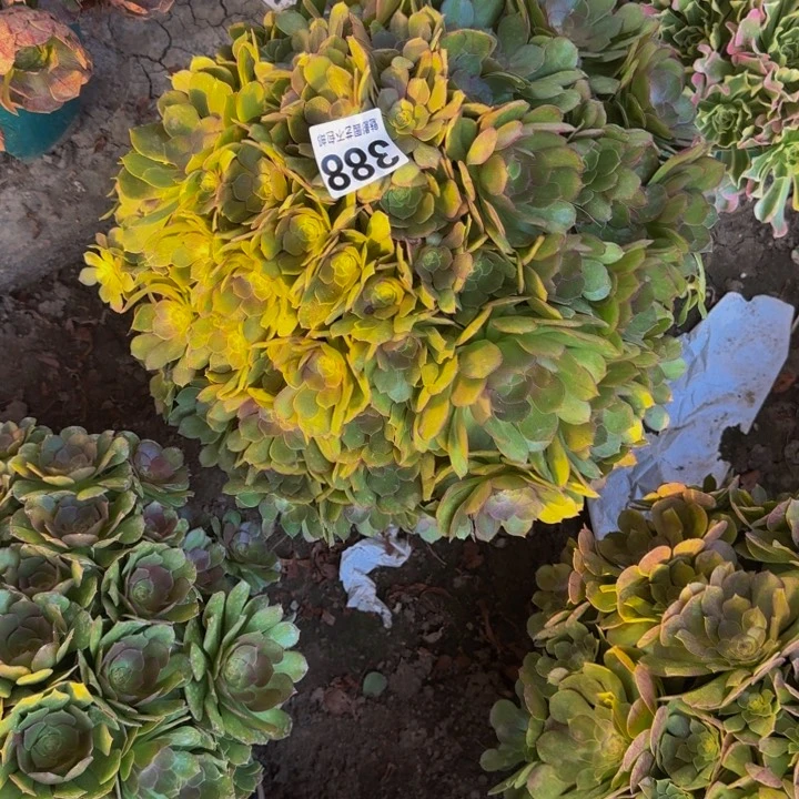 万圣节花27-30包邮花花