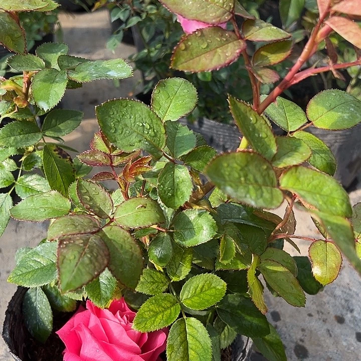 当前无花栽培后可以开花有花的带花苞发货，无花的后期会开