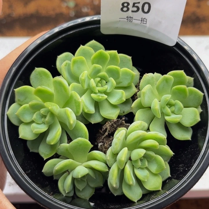 850 多肉植物多肉植物