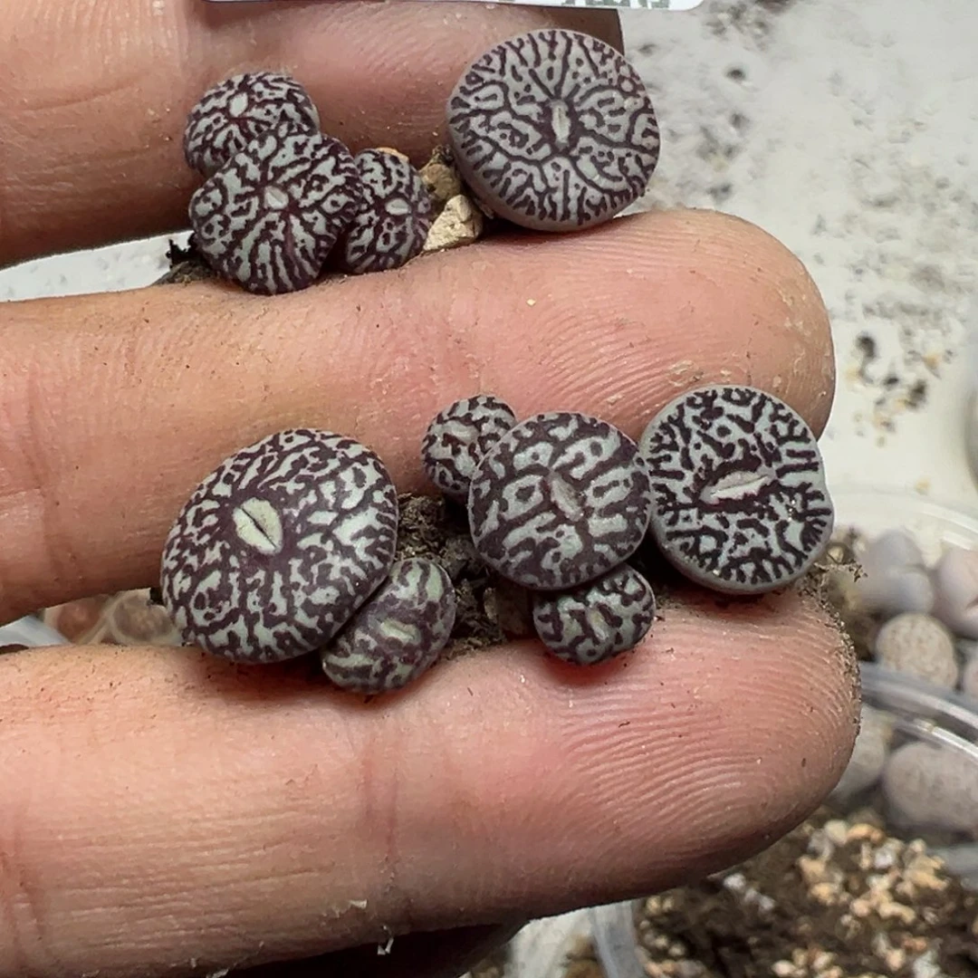 【闪购商品】 392。