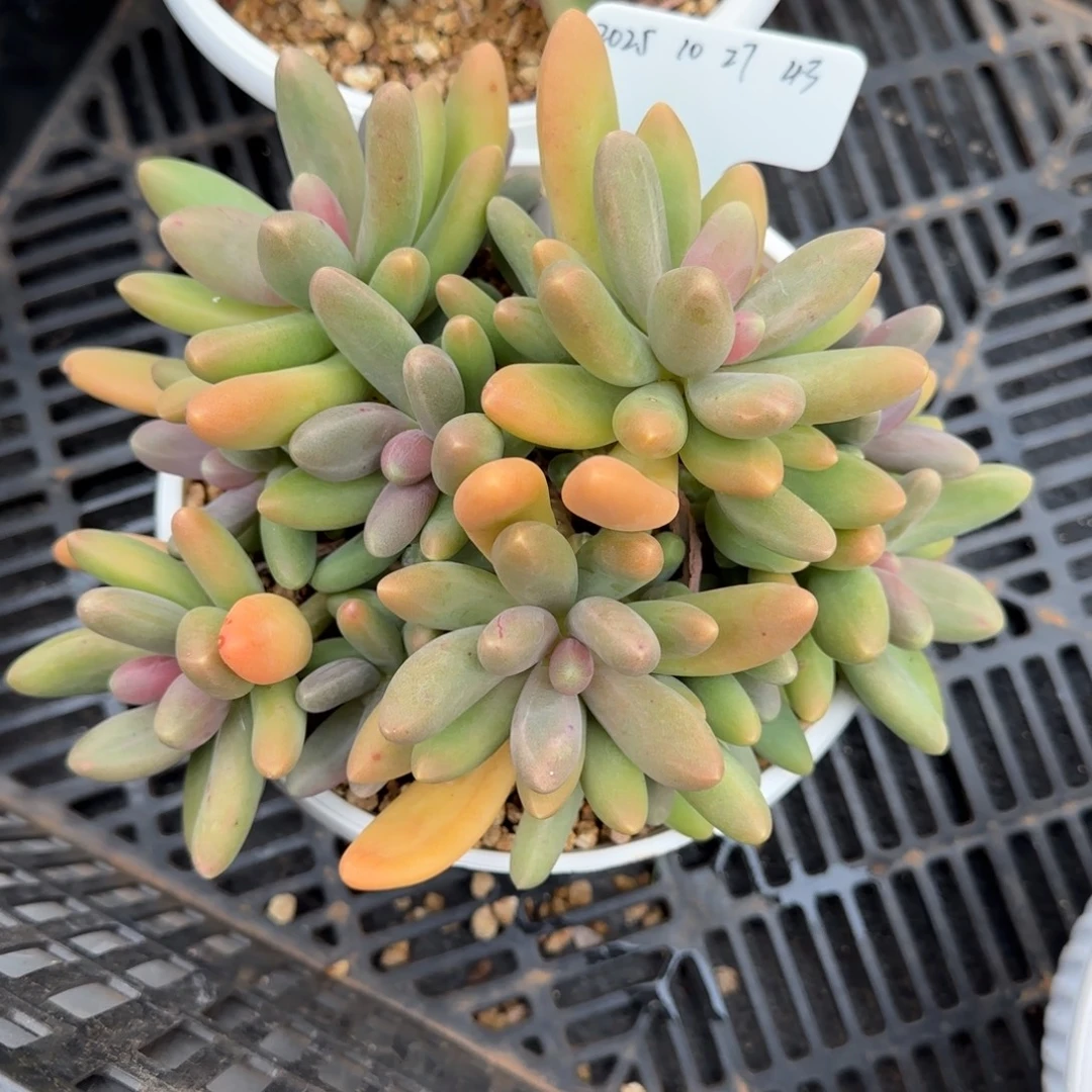 一物一拍糖果美人43