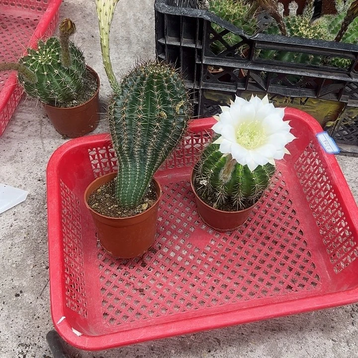 景***无花朵彩草哈哈哈哈哈哈哈