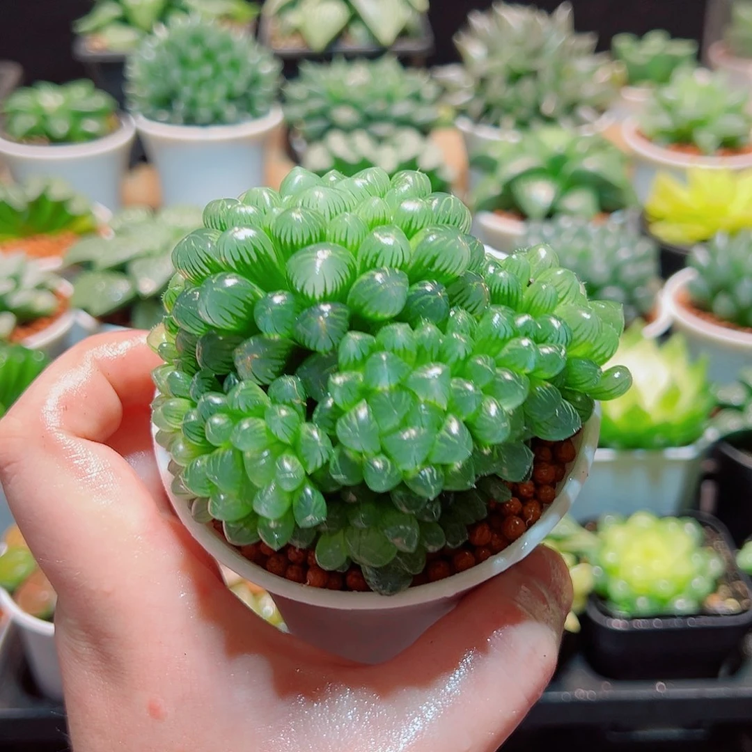 粉姬玉露群多肉多肉