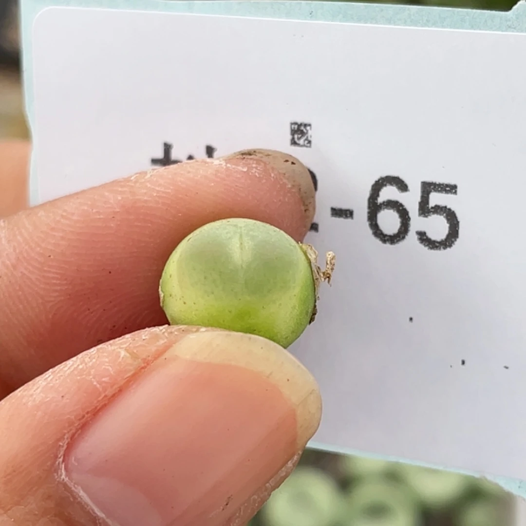 22-65拉登多肉植物