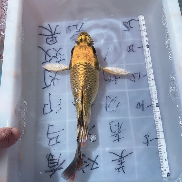 蝴蝶鲤鱼渔场直发14