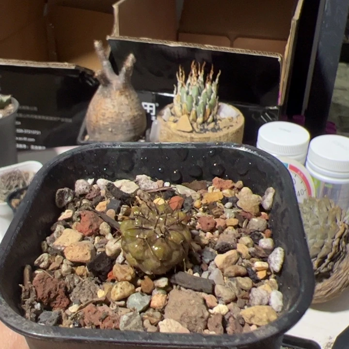 孤龙丸实生仙人球哈哈哈哈