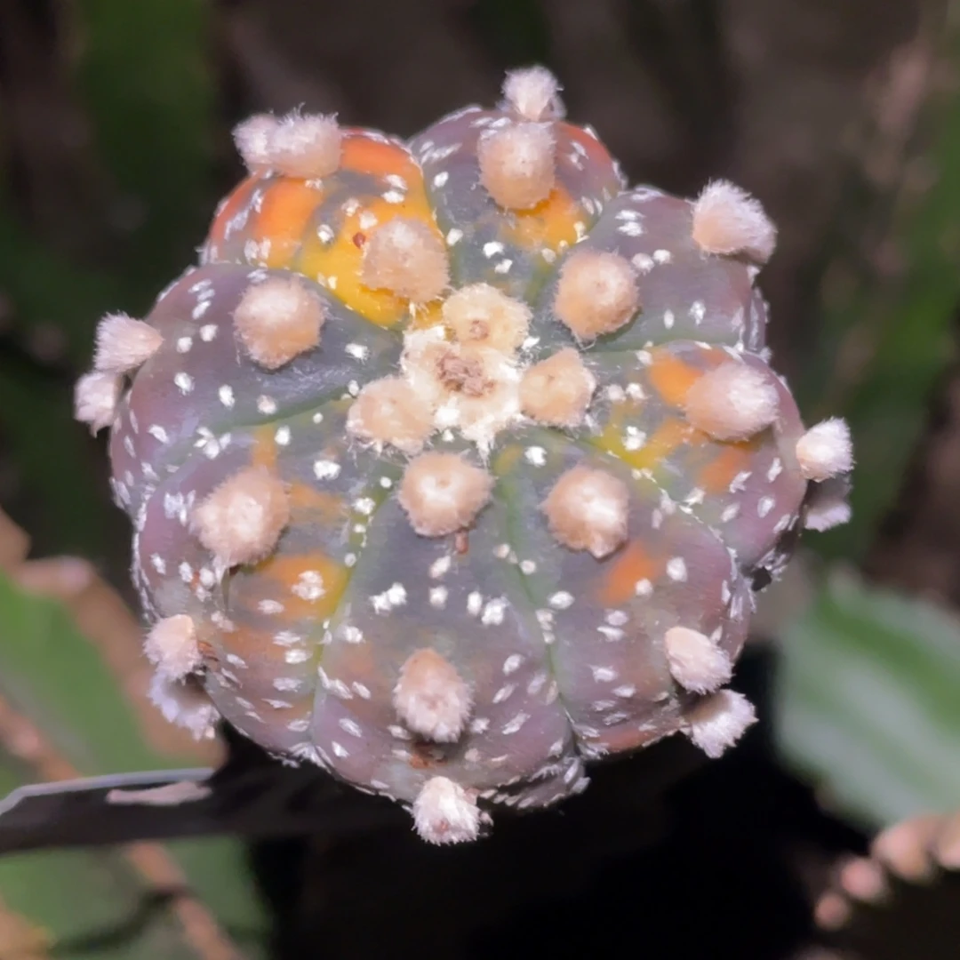 全部花朵雪花兜锦910 仙人球