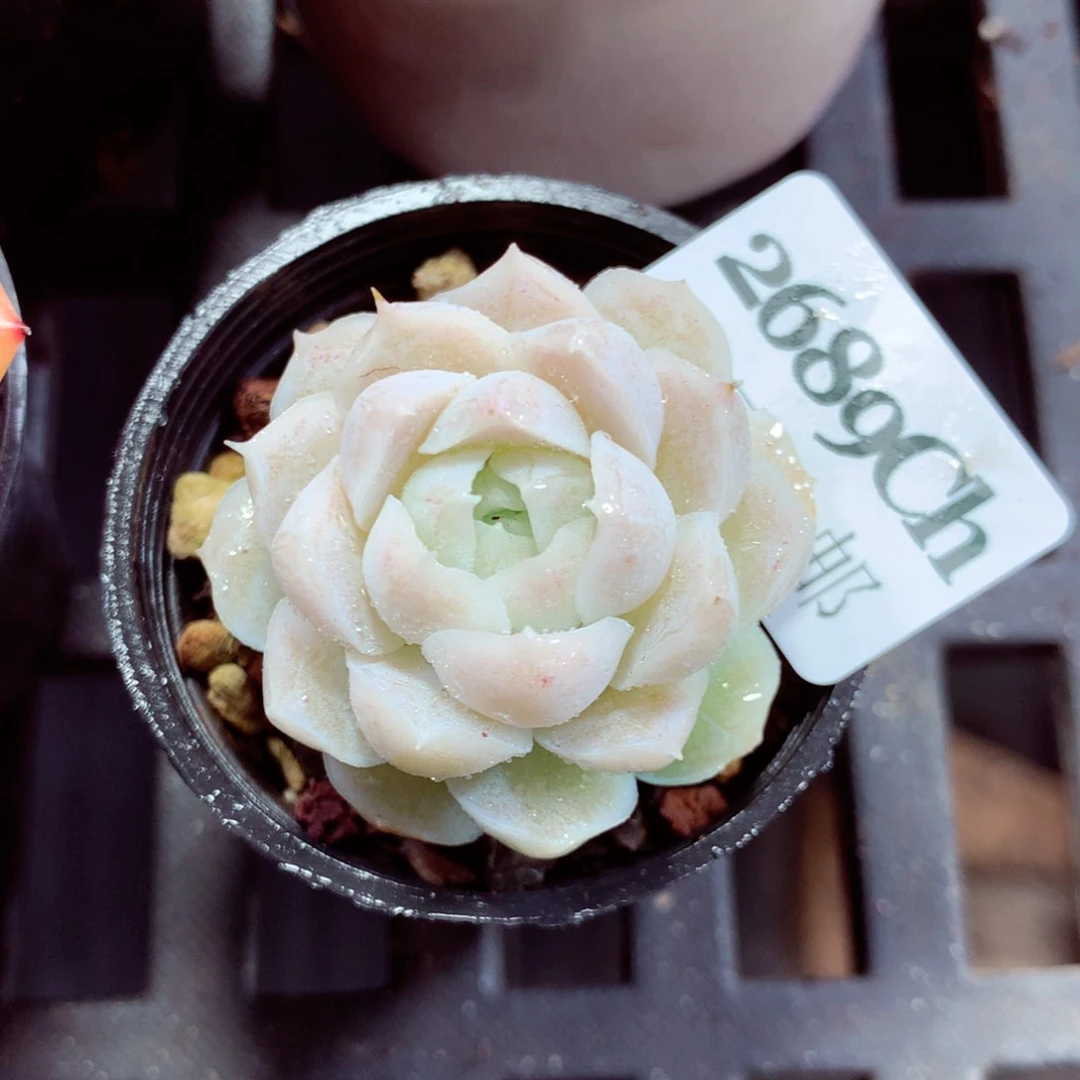 5厘米盆精控多肉2689