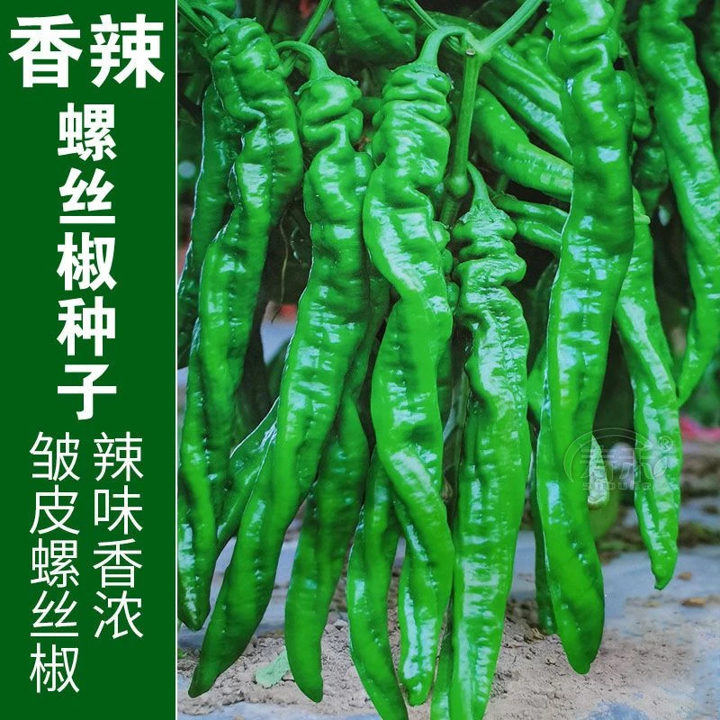 【螺丝椒种子】蔬菜种子辣椒种子杂交高产香辣特大螺丝椒种子罗