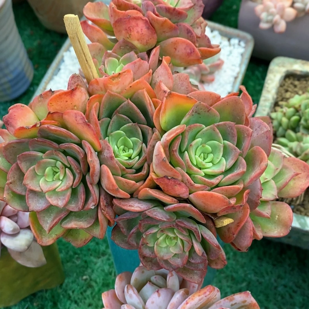 高贵多肉植物盆栽