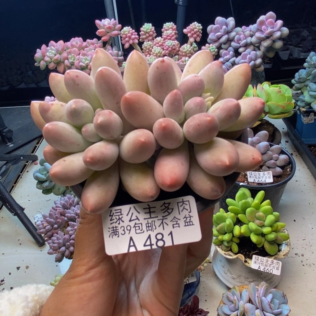 481丸叶汤圆多肉8cm