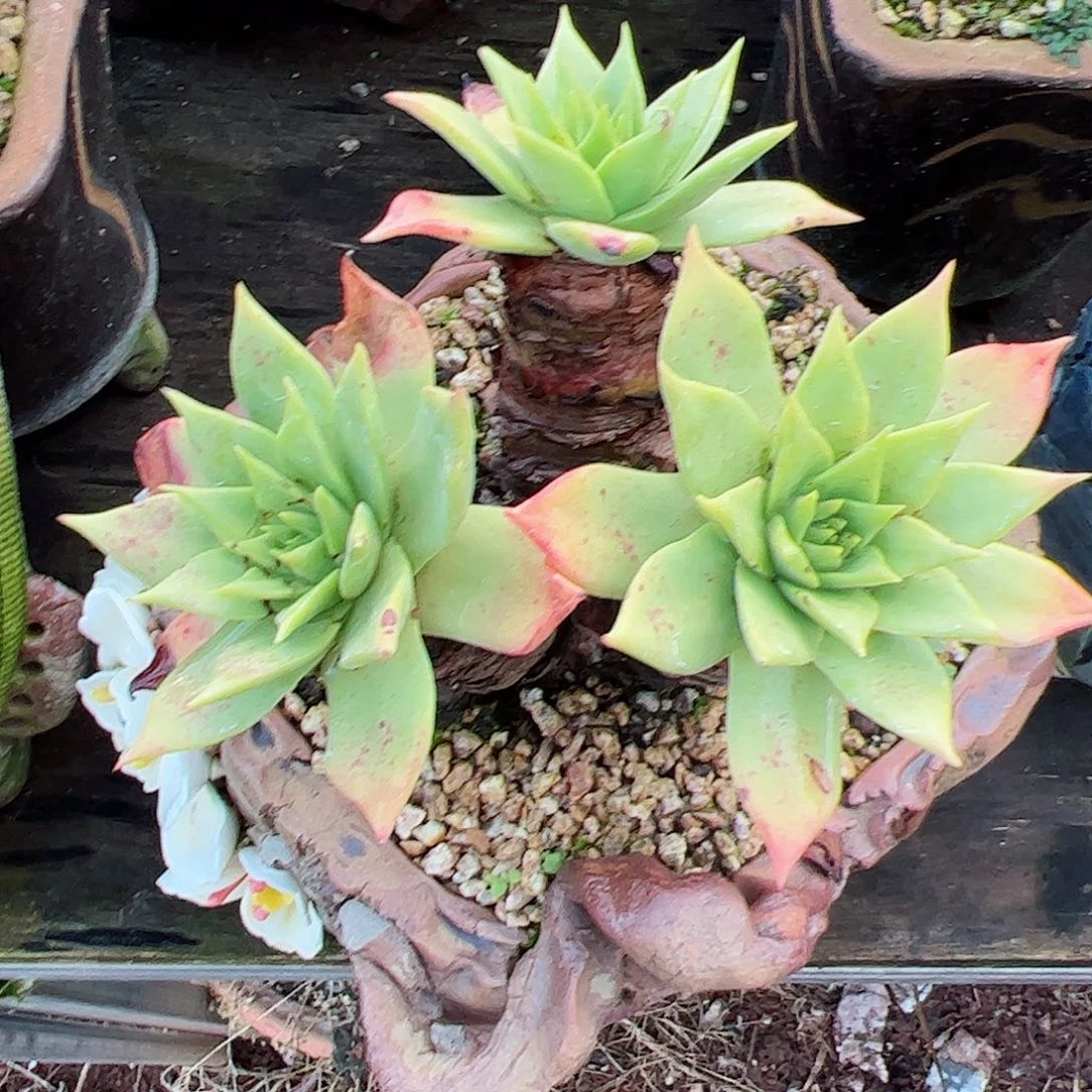 2729三头坎黛仙女杯