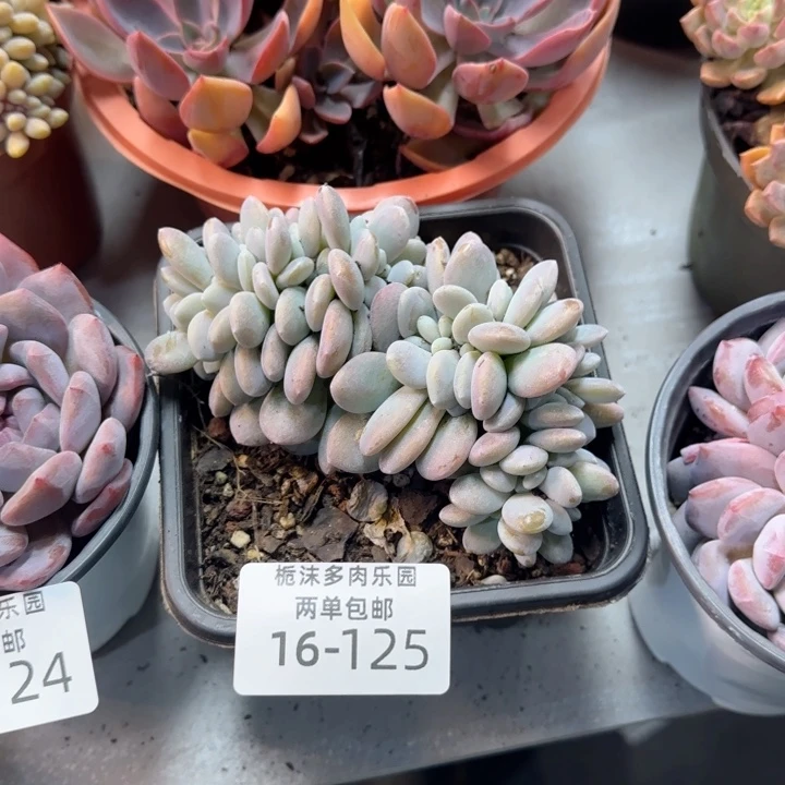 大***鱼16-125粉兔缀多肉植物