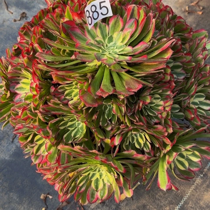 00000000885绿体铜壶福利价