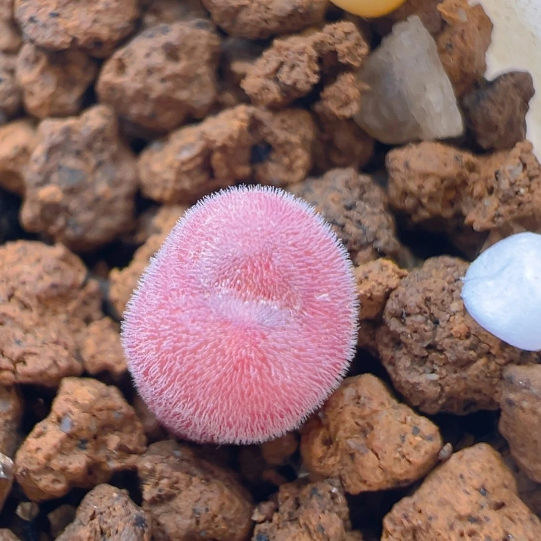 小****喵50多肉植物百科知识