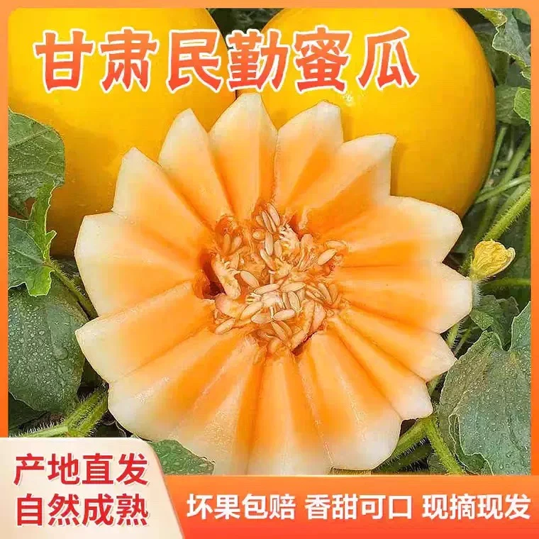甘肃民勤蜜瓜沙漠蜜瓜金红宝 爆甜多汁现摘现发