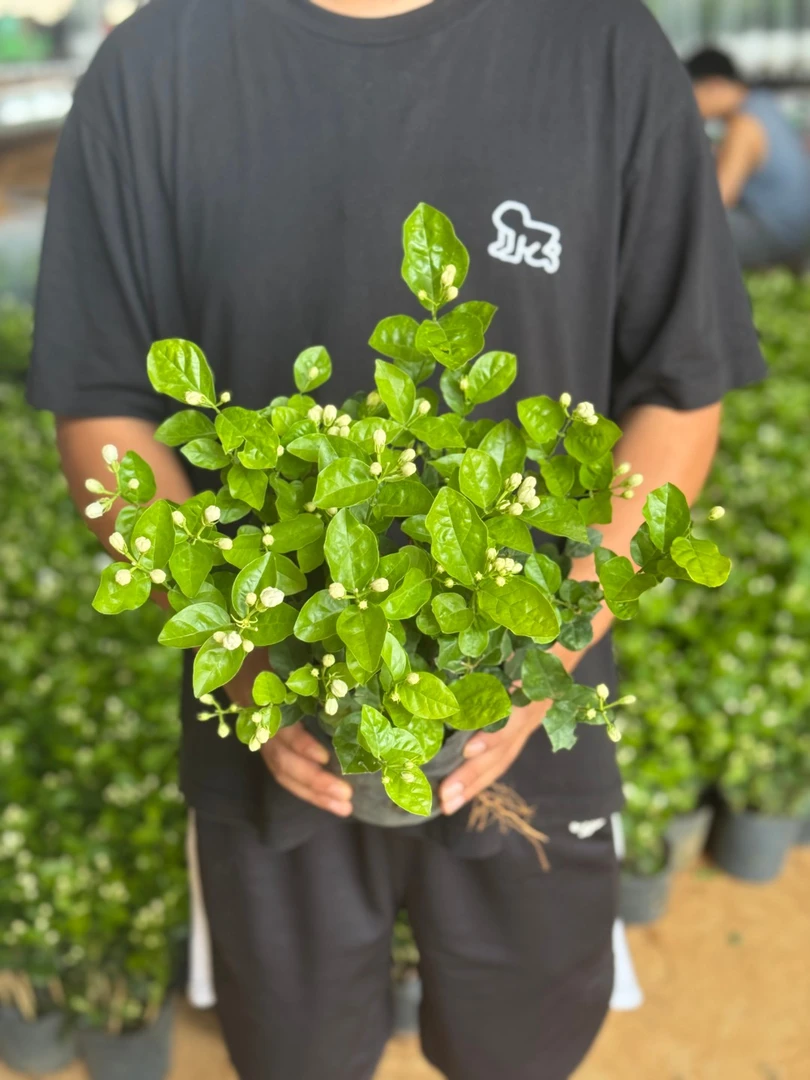 【不带花盆】横州市茉莉花之乡直发香水重瓣茉莉地栽园艺种植开花香