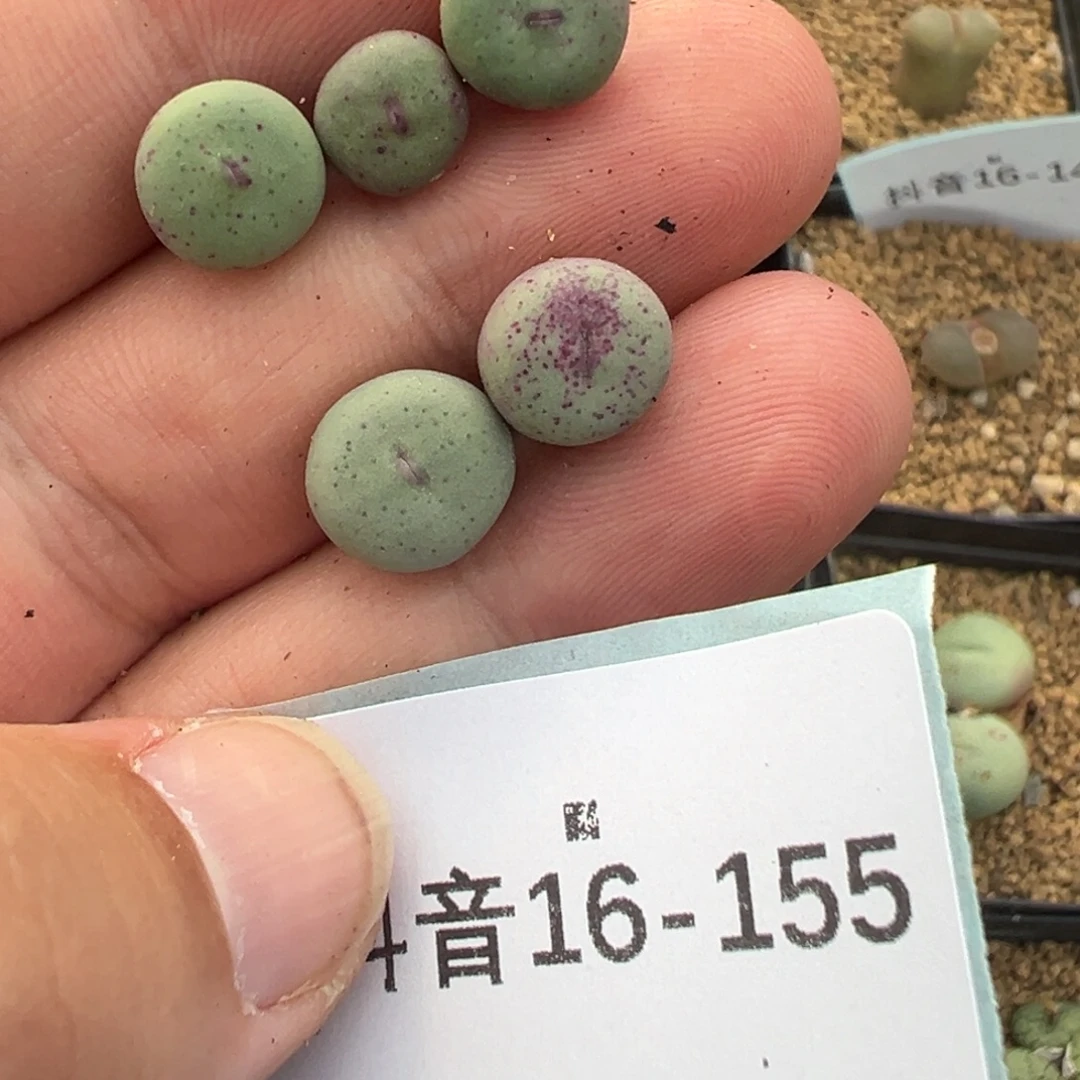 话***16-155肉锥多肉植物