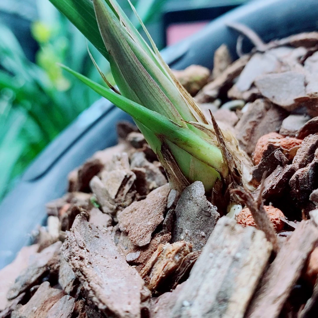 当前无花栽培后可以开花