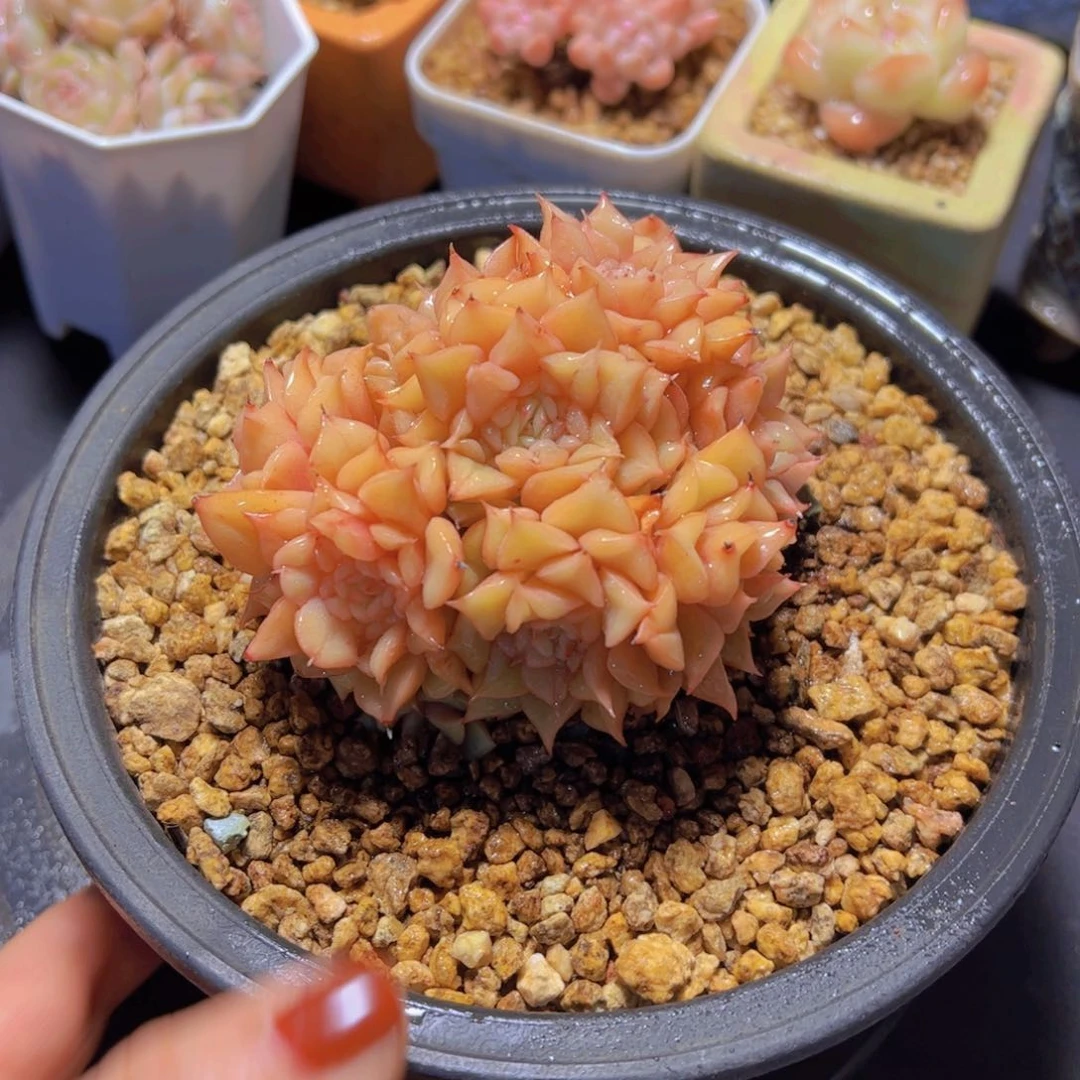 象*特斯啦，多肉植物，