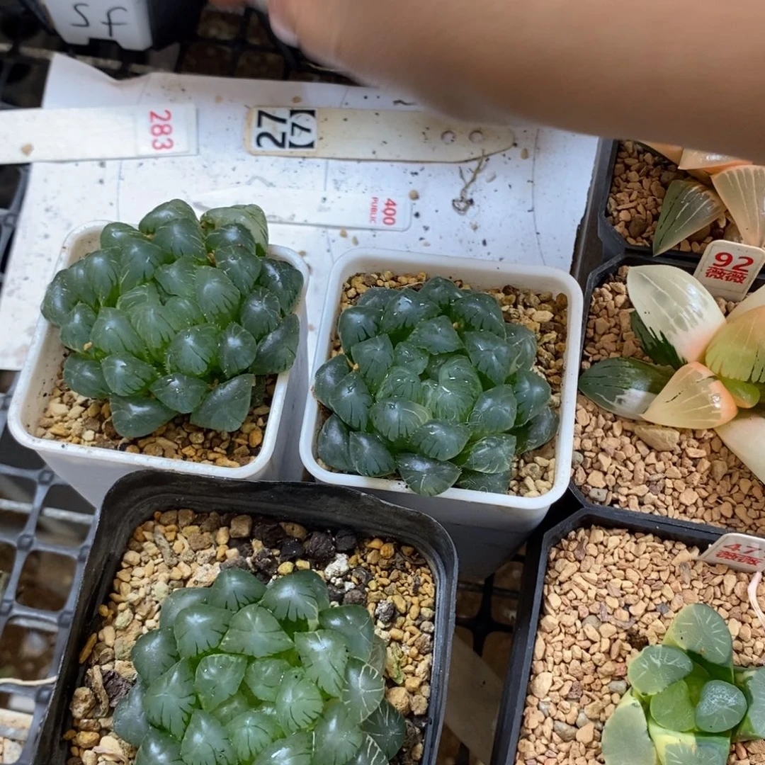 龙***）107实生玉露多肉植物提取物