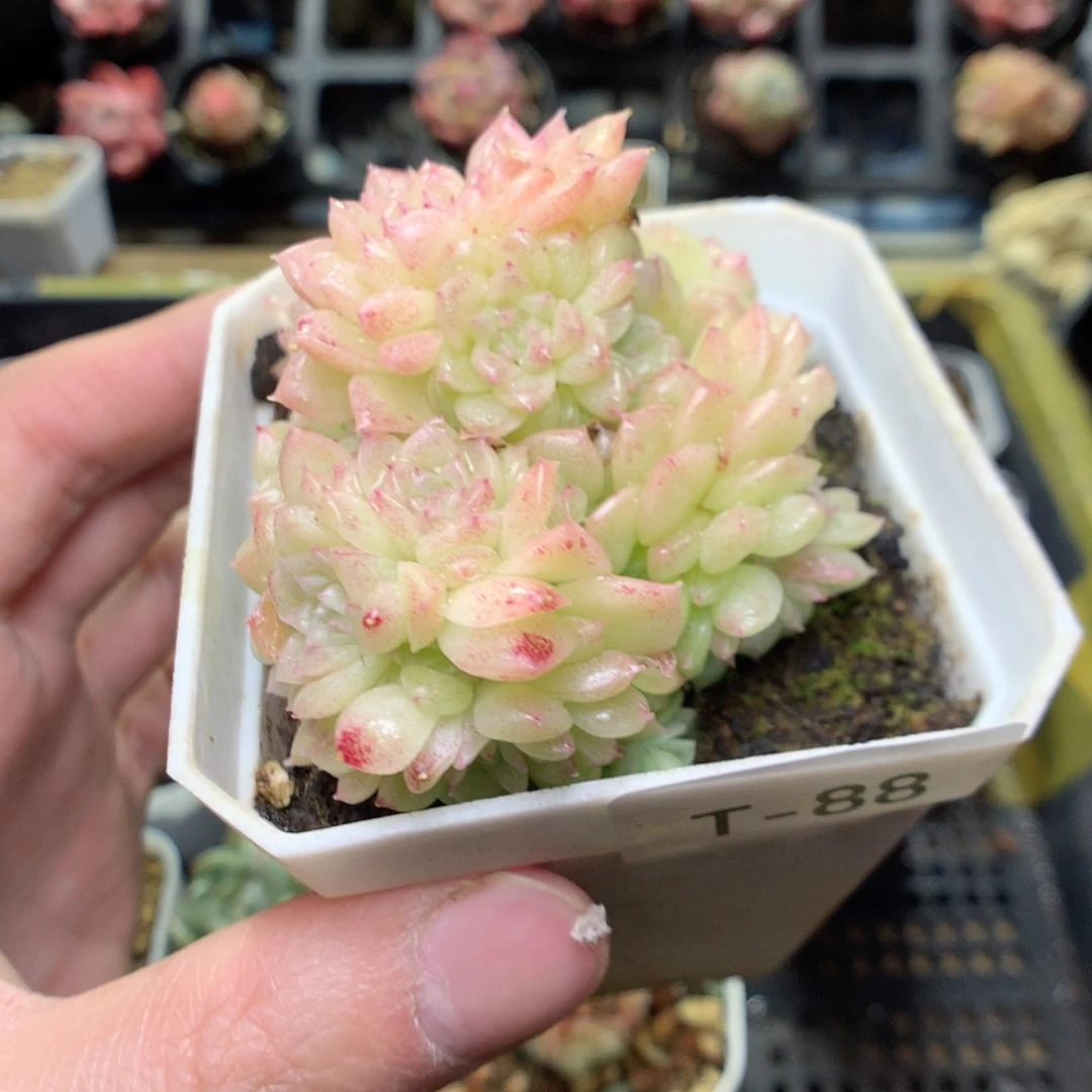 T88y y y y y y y y y y